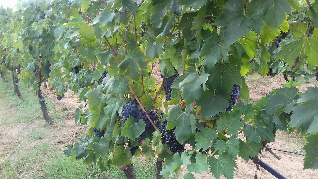 Agriturismo Val Di Nappo Castiglione della Pescaia Ngoại thất bức ảnh